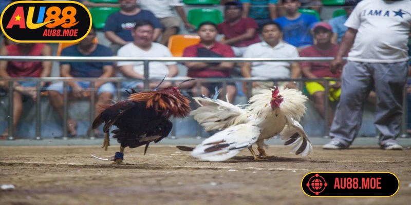 Áp dụng các mẹo hay sẽ giúp người chơi chọi kê tăng cơ hội thắng