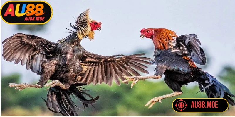 Đá gà cựa sắt được biết là hình thức phổ biến tại sảnh đá gà